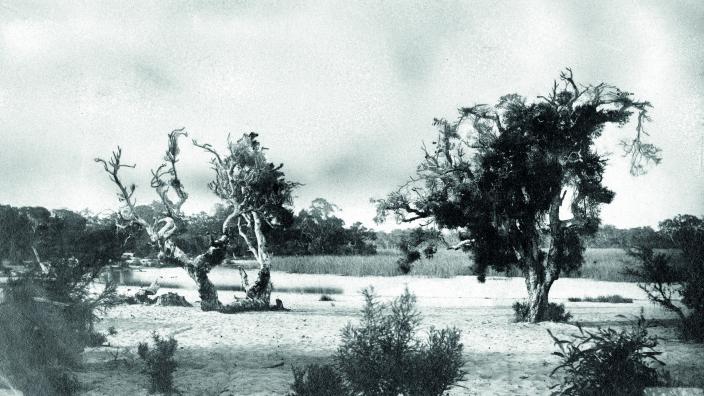 Black and white photo of park with trees and grassland
